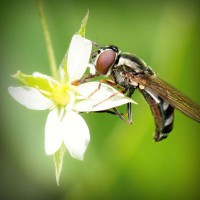 /album/fedebianconera/photolia-a02-jpg/
