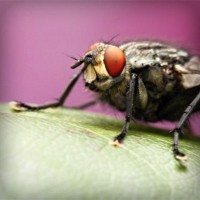 /album/fedebianconera/photolia-a08-jpg/